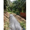 Túi Biogas Chăn Nuôi
